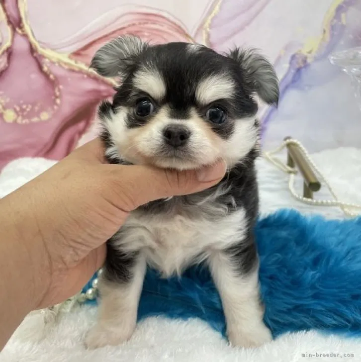 ID:2304-05025の子犬