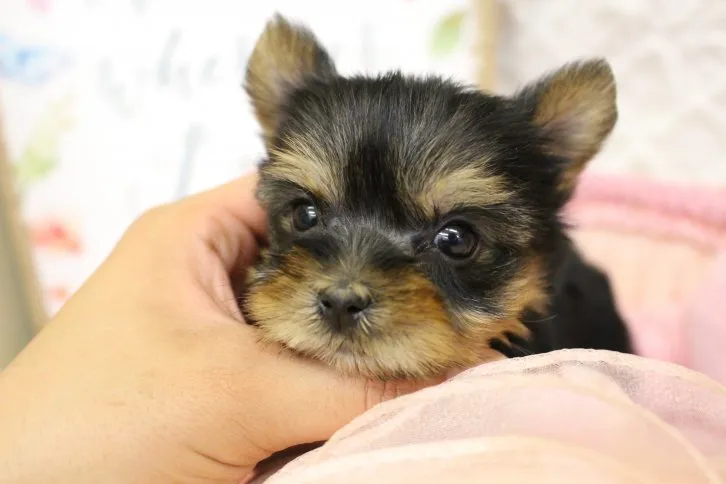 ID:1605-01322の子犬
