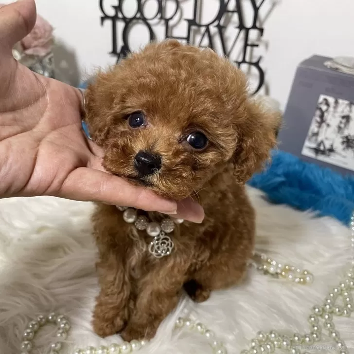 ID:2409-05022の子犬