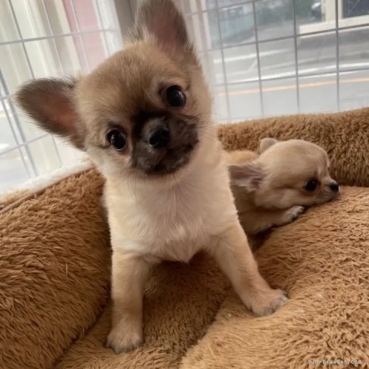 ID:2303-02231の子犬