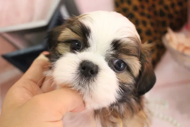 ID:1610-01139の子犬