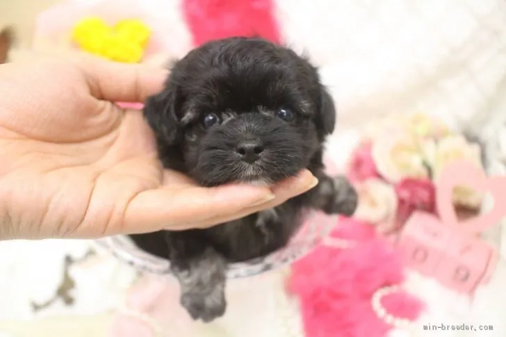 ID:2007-01003の子犬