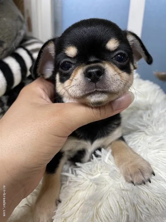 もも 様のお迎えした子犬