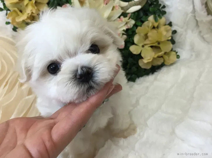 りり 様のお迎えした子犬