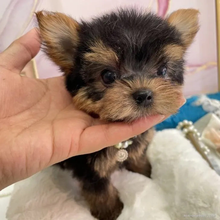 ID:2307-03614の子犬