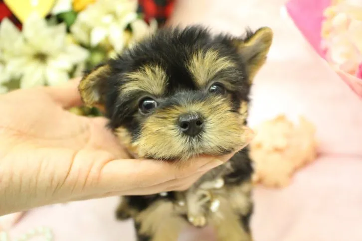 ID：1611-01521の子犬