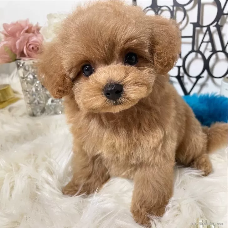 ID:2409-06674の子犬