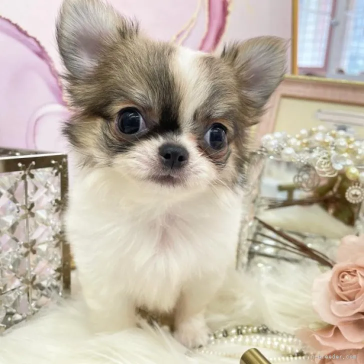 ID：2309-00490の子犬