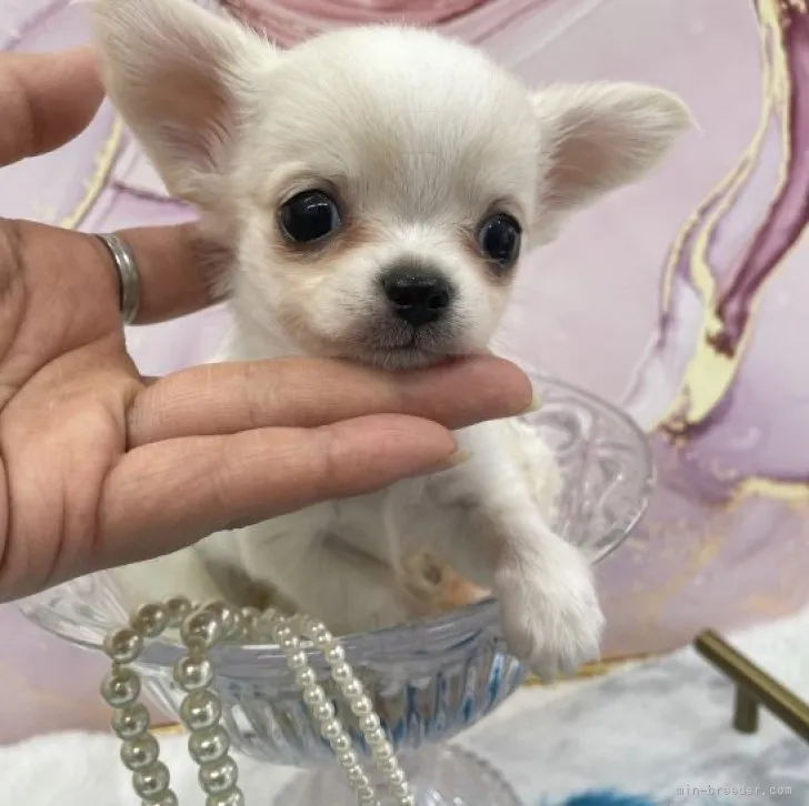 ID:2302-02852の子犬