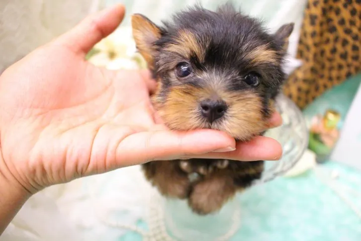 ID:1611-00467の子犬