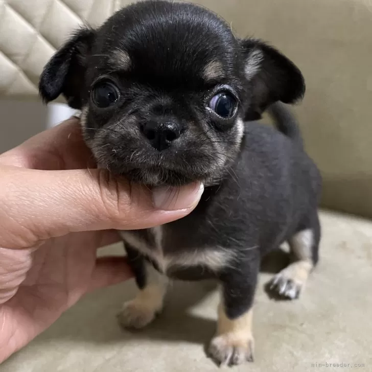 ID：2405-04017の子犬