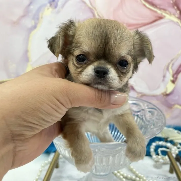 ID：2308-01904の子犬