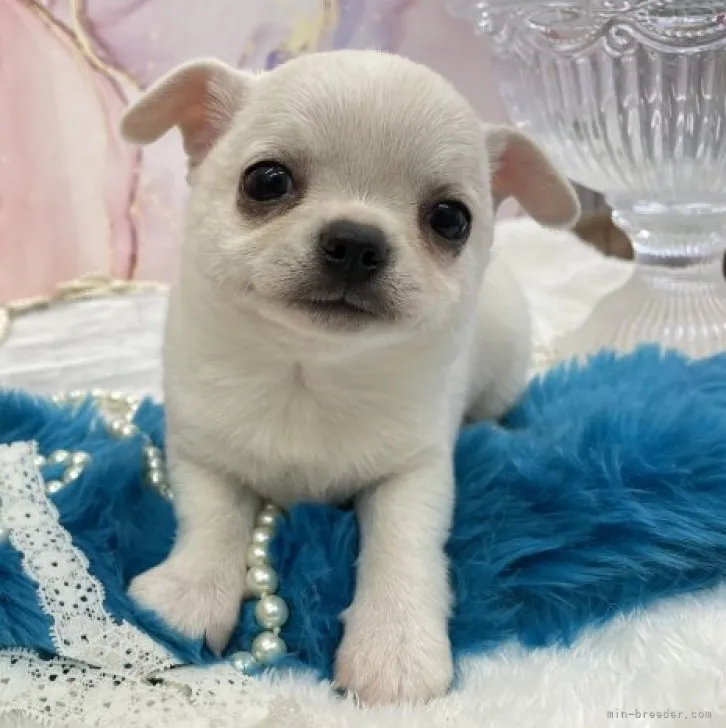 ID：2304-05712の子犬