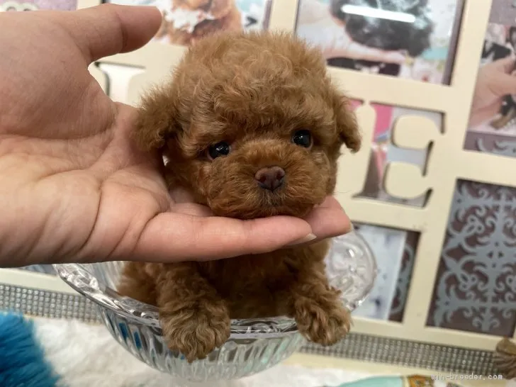 にこにこさん 様のお迎えした子犬