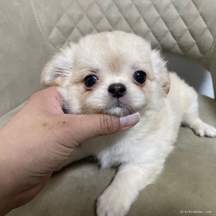 h様愛犬ちゃんオーダーメイド品(チワワ25センチ)ペットと暮らす2021        