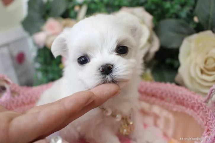 ルル ママ 様のお迎えした子犬