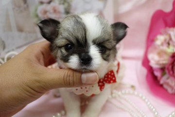 チワワ(ロング)【大阪府・女の子・2016年8月16日・パーティー】の写真「まん丸お顔の小柄な女の子です♡」