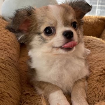 チワワ(ロング)【大阪府・男の子・2022年12月28日・レッド&ホワイト】の写真「ちびっ子ボーイ💙」