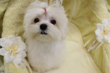 マルチーズ【大阪府・女の子・2016年2月27日・ホワイト】の写真「お鼻の詰まったおっきなお目めがキュート💕」