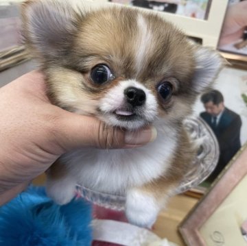 チワワ(ロング)【大阪府・男の子・2022年10月13日・レッド&ホワイト】の写真「鼻ペチャ君🤎」