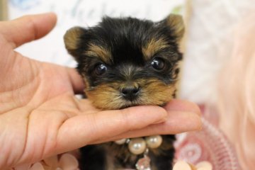 ヨークシャーテリア【大阪府・女の子・2016年4月18日・スチールブルー&タン】の写真「極小2頭身の女の子♥」