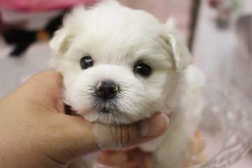 マルチーズ【大阪府・女の子・2016年10月6日・ホワイト】の写真「コロコロ！小ぶりのマルちゃん♥」