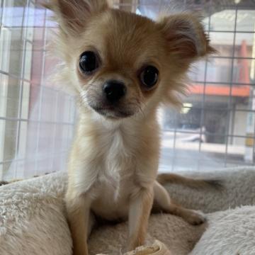 チワワ(ロング)【大阪府・男の子・2022年8月11日・レッド】の写真「イケメンくん💛」