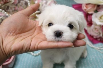 マルチーズ【大阪府・男の子・2017年1月26日・ホワイト】の写真「コロコロ！小ぶりのマルくん♪」