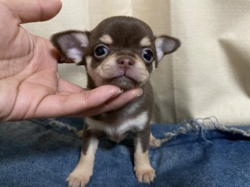 チワワ(スムース)【大阪府・女の子・2020年11月29日・チョコタン】の写真「派手なチョコタン❤️」