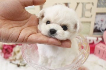 チワワ×プードル【大阪府・女の子・2020年6月4日・クリーム】の写真「可愛いミックスちゃん💕」