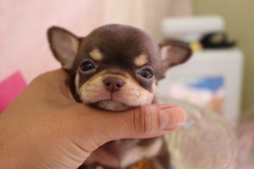 チワワ(スムース)【大阪府・女の子・2016年7月21日・チョコレートタン】の写真「お目目ぱっちりの女の子♪」
