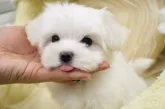 マルチーズ【大阪府・男の子・2016年11月10日・ホワイト】の写真3
