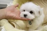 マルチーズ【大阪府・男の子・2016年11月10日・ホワイト】の写真4