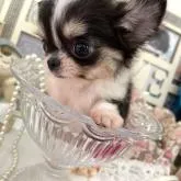 チワワ(ロング)【大阪府・女の子・2022年6月17日・ブラックタンホワイト】の写真4