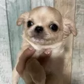 チワワ(ロング)【大阪府・女の子・2024年1月12日・クリーム&ホワイト】の写真5