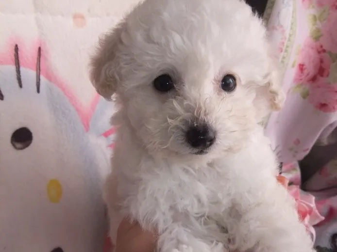 サトー 様のお迎えした子犬