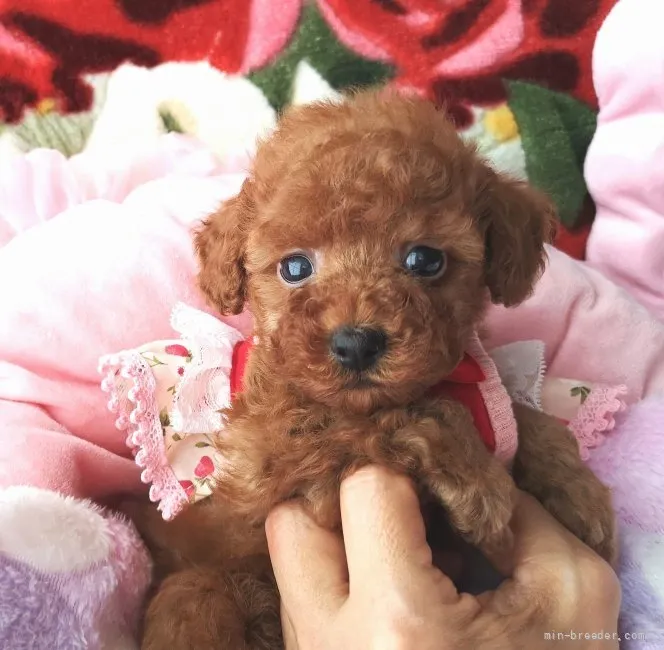 ID:2109-02830の子犬