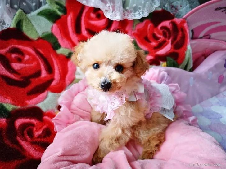 ID：2112-01655の子犬