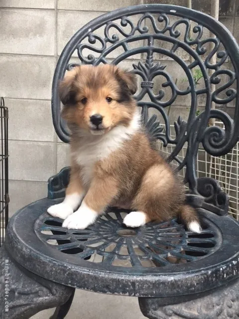 ID:1705-00277の子犬