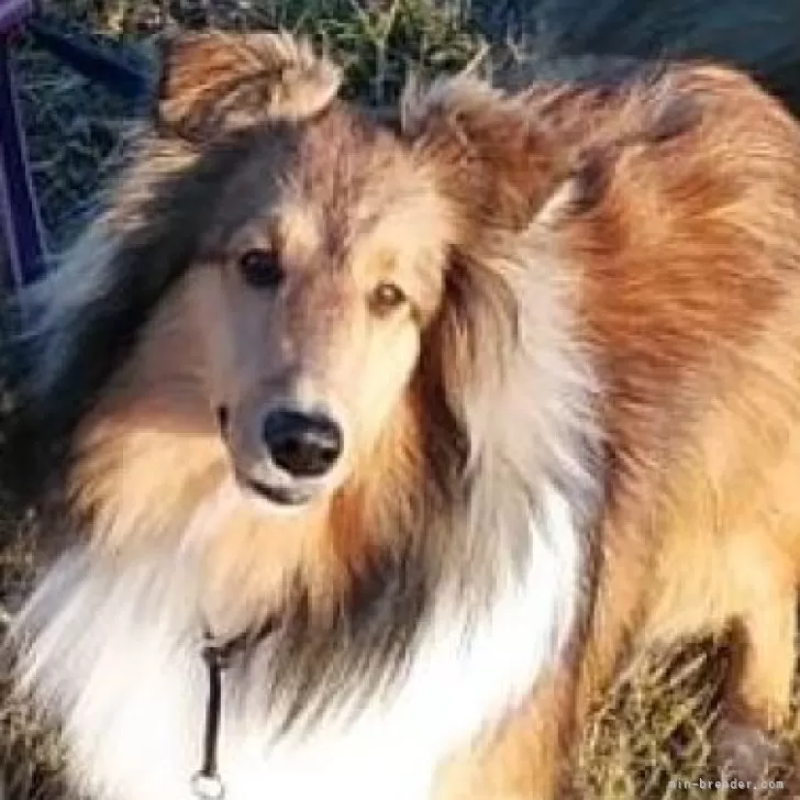 睦の父ちゃん 様のお迎えした子犬