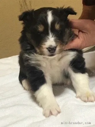 ID:1801-02661の子犬