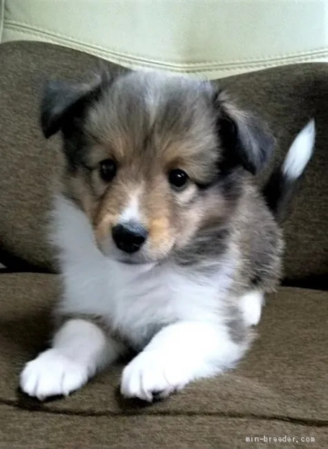 ID:2010-01775の子犬