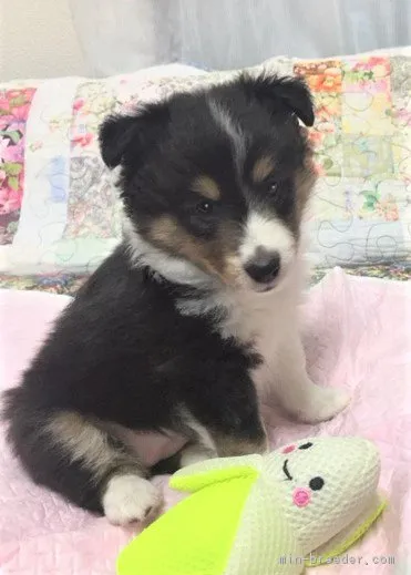 ID:1806-02316の子犬