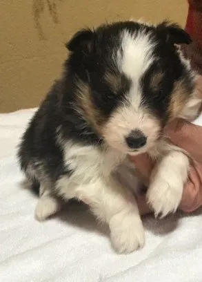 ID：1801-02663の子犬