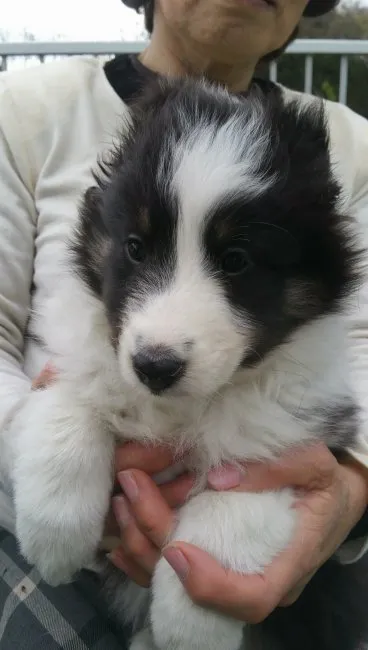 ID：1606-00582の子犬