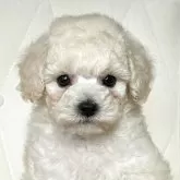 タイニープードル