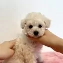 タイニープードル【岩手県・男の子・2024年11月9日・ホワイト】の写真4