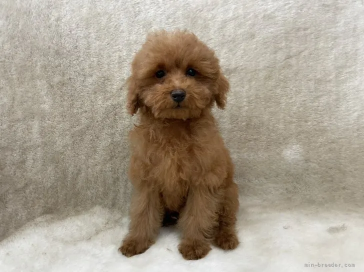 ID：2203-00336の子犬