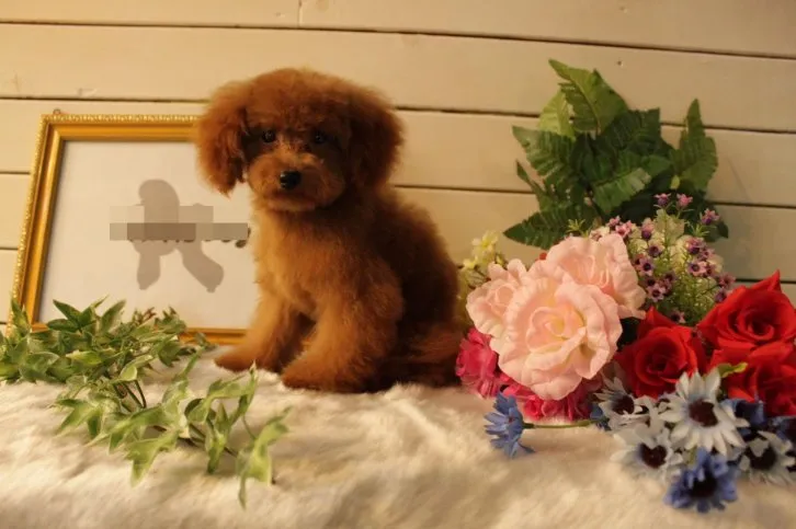 ID：1611-01249の子犬