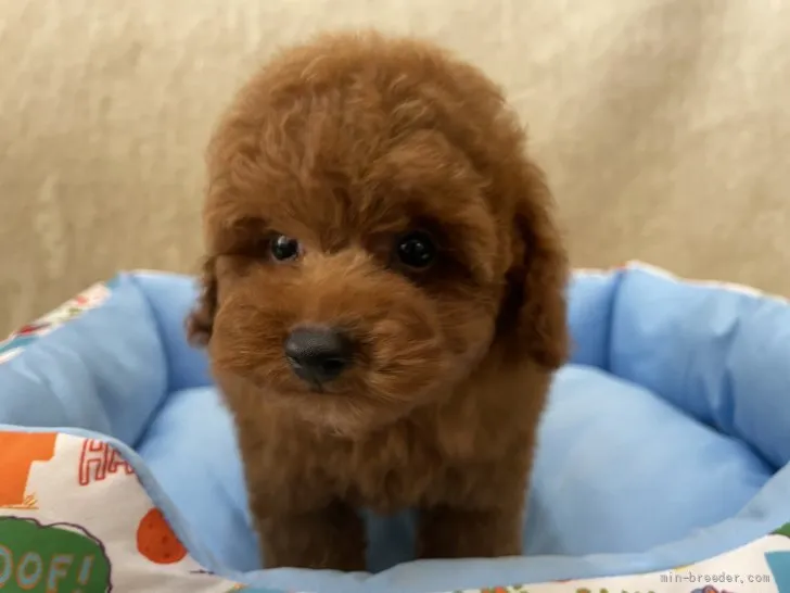 ID：2110-03531の子犬